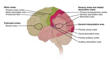 Study Tips for the Functional Anatomy Exam